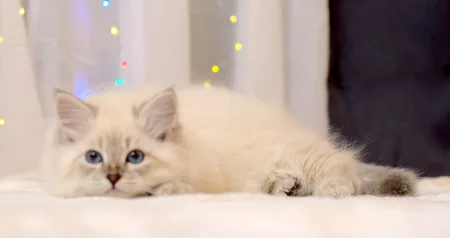 Color: blue silver tabby point