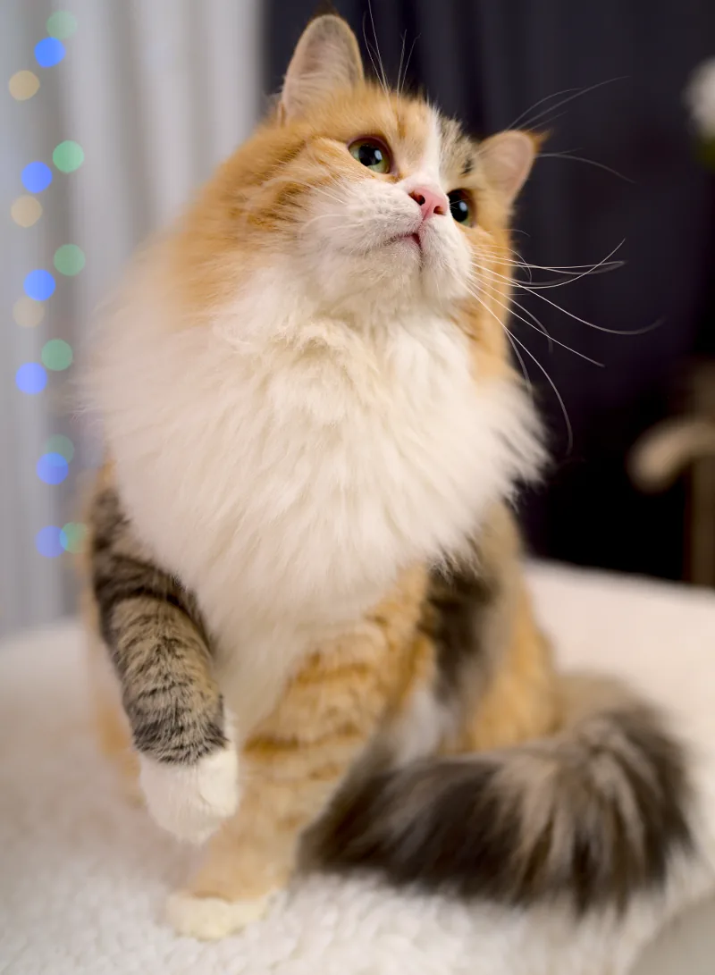 Father: Kater Leopold Graf Neva Mother: Cvetjona From Russian Sharm