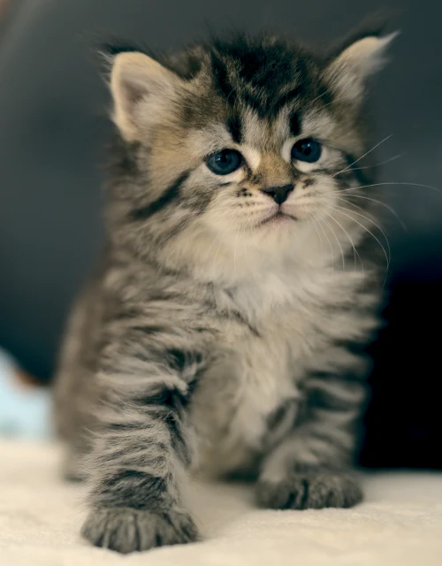 Graf Neva kitten from the current litter, photo 3