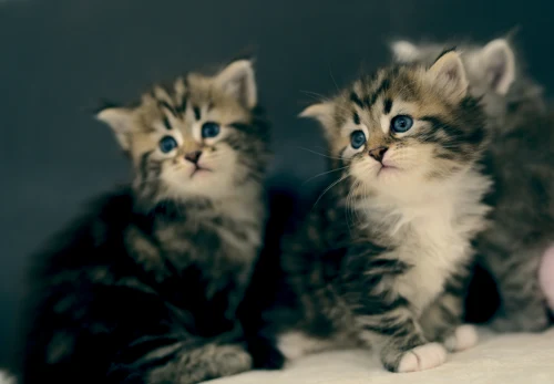 Graf Neva kittens from the current litter, photo 5