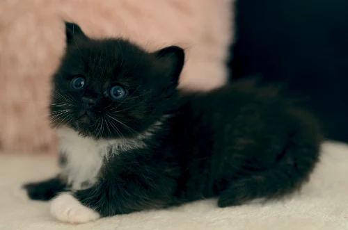 Graf Neva kitten from the current litter, photo 9