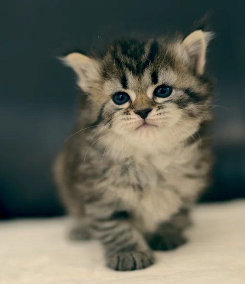 Graf Neva kitten from the current litter, photo 4
