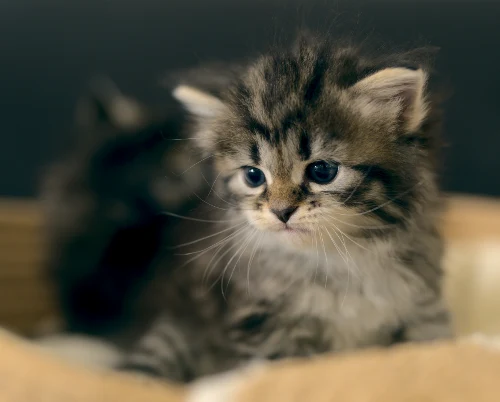 Graf Neva kitten from the current litter, photo 7