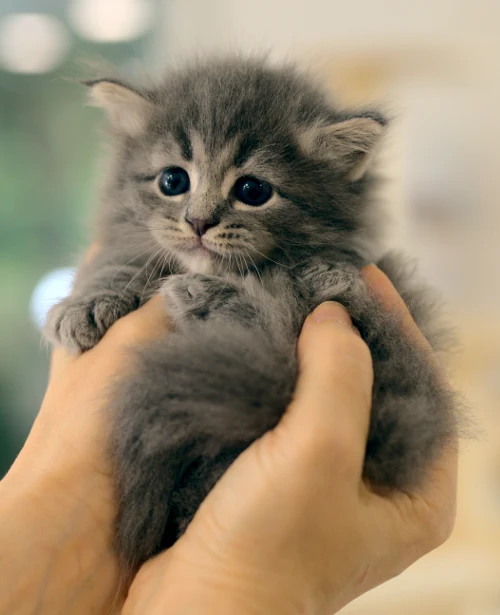 Young grey Graf Neva kitten held gently in hands
