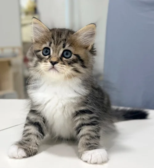 Junges getigertes Graf-Neva-Kitten mit weißer Brust