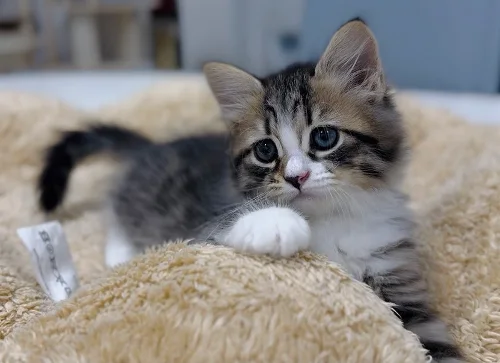 Getigertes Graf-Neva-Kitten beim Spielen auf einer weichen Decke