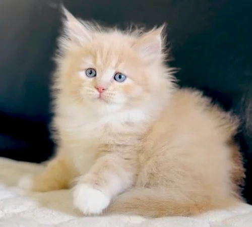 Cremefarbenes Graf-Neva-Kitten mit blauen Augen