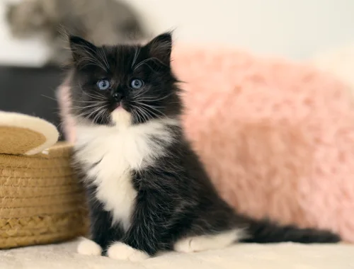 Schwarz-weißes Graf-Neva-Kitten in einer gemütlichen Wohnumgebung