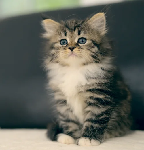 Sitzendes getigertes Graf-Neva-Kitten mit weißer Brust