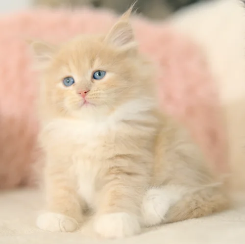 Cremefarbenes flauschiges Graf-Neva-Kitten mit blauen Augen
