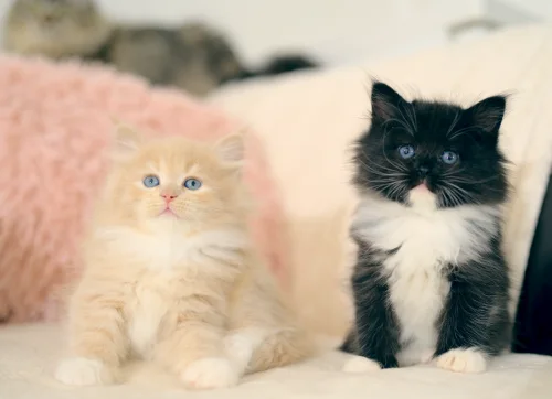 Cremefarbenes und schwarz-weißes Graf-Neva-Kitten zusammen