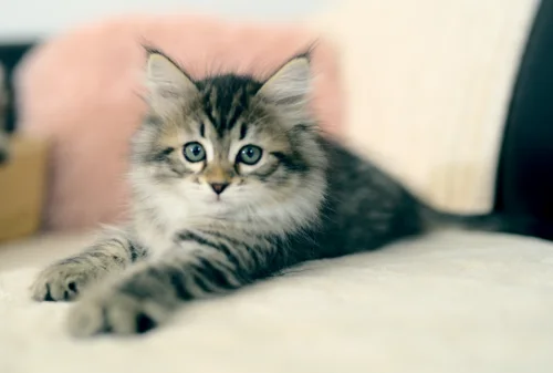 Entspannt liegendes getigertes Graf-Neva-Kitten
