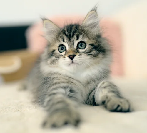 Getigertes Graf-Neva-Kitten mit ausgestreckten Pfoten