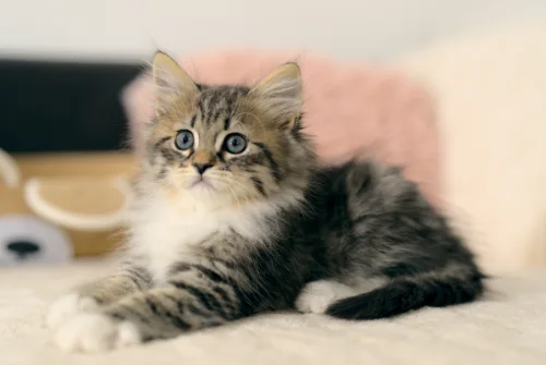 Liegendes getigertes Graf-Neva-Kitten mit flauschigem Fell