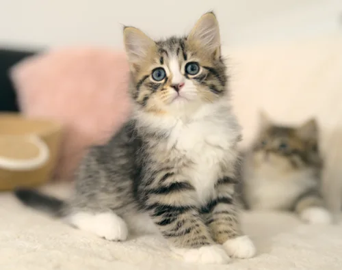 Getigertes Graf-Neva-Kitten mit weißer Brust und weißen Pfoten
