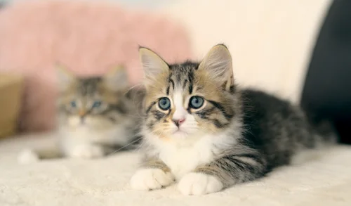 Liegendes getigertes Graf-Neva-Kitten mit einem weiteren Kitten im Hintergrund