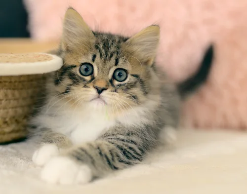 Porträt eines getigerten Graf-Neva-Kittens mit großen Augen