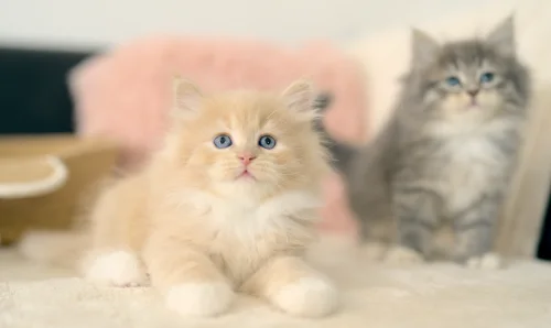 Cremefarbenes Graf-Neva-Kitten mit einem getigerten Kitten im Hintergrund