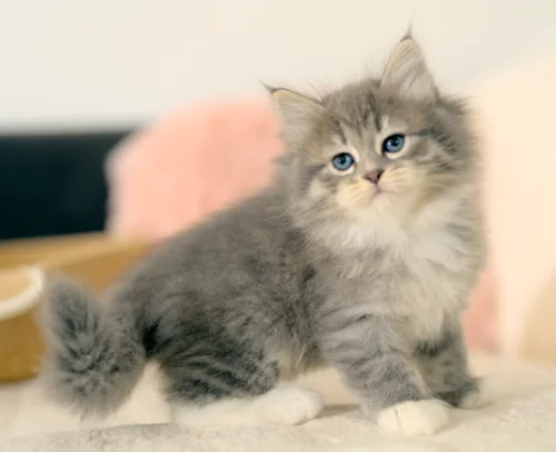 Silberfarbenes getigertes Graf-Neva-Kitten im Stand