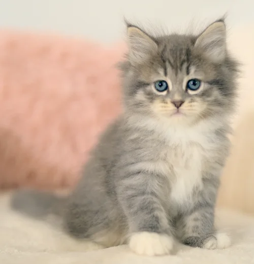 Sitzendes silberfarbenes Graf-Neva-Kitten mit blauen Augen