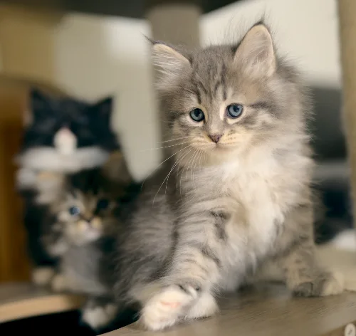 Silberfarbenes Graf-Neva-Kitten in einer Gruppe junger Katzen