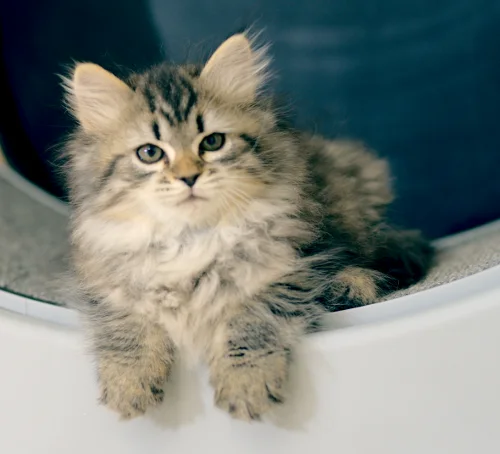 Flauschiges getigertes Graf-Neva-Kitten in einem Katzenlaufrad
