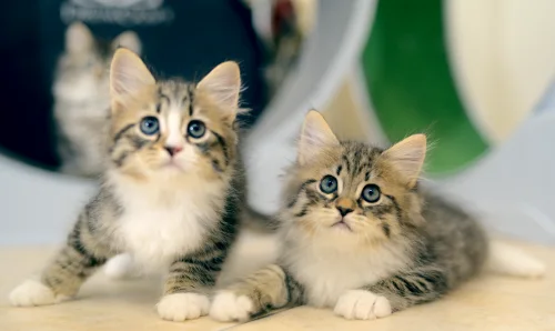 Zwei getigerte Graf-Neva-Kitten beim gemeinsamen Spielen