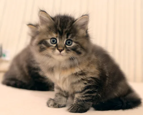 M-2 Litter, photo 7