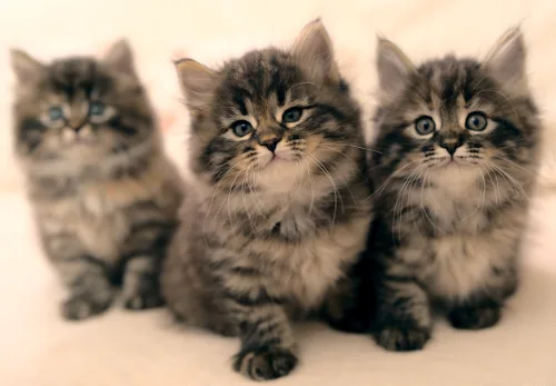 M-2 Litter, photo 5