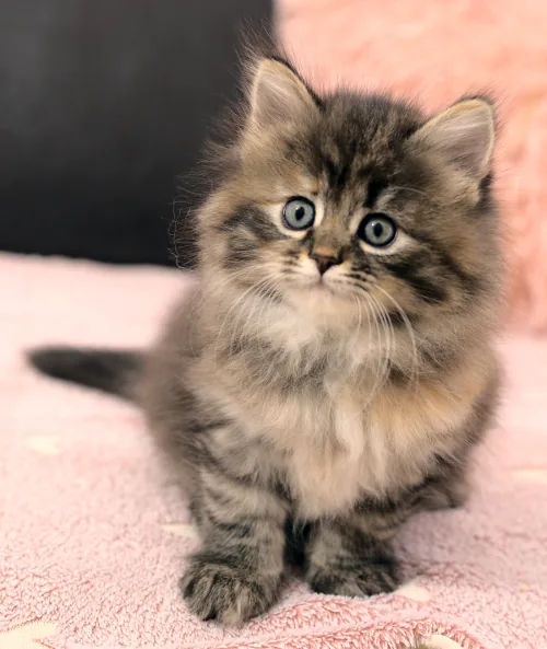 M-2 Litter, photo 8